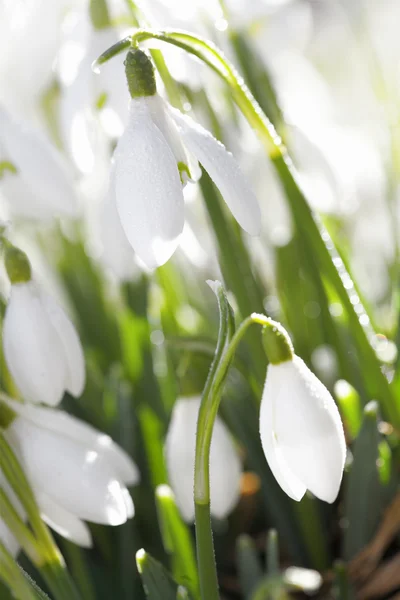 A reggeli harmat, lágy fókusz, képeslap tökéletes hóvirág virág — Stock Fotó