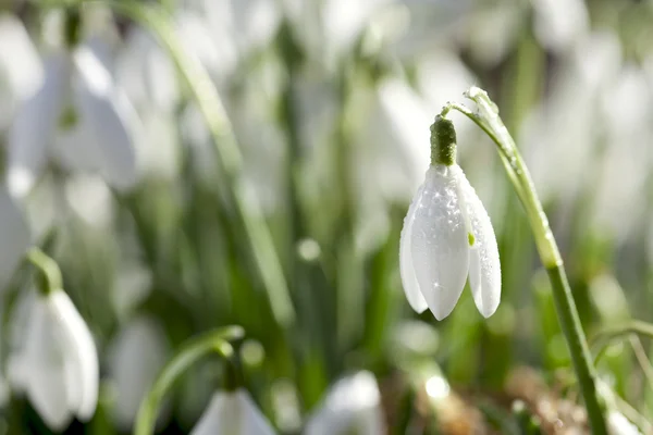 Snowdrop flower in morning dew, soft focus, perfect for postcar — Stock Photo, Image