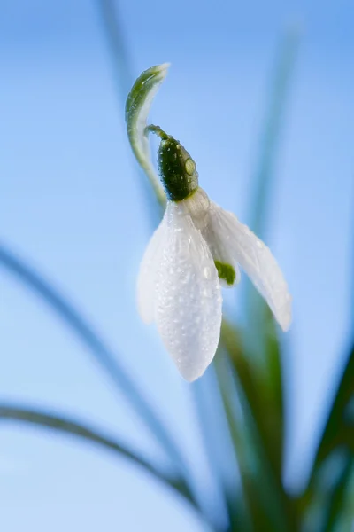 Sparkle snowdrop flower in morning dew, soft focus,blue backgrou — Stock Photo, Image