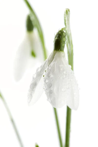 Jiskřící sněženka květ v ranní rosa, rozostřený, bílé pozadí — Stock fotografie