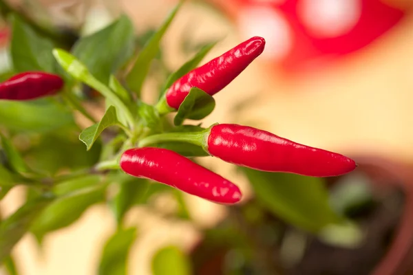 Rote Chilipflanze, sehr scharf! Oberflächlicher Fokus — Stockfoto