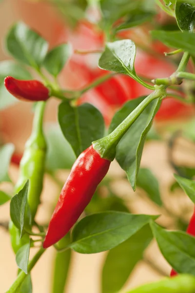 Red chilli pepper plant, very hot! shallow focus — Stock Photo, Image