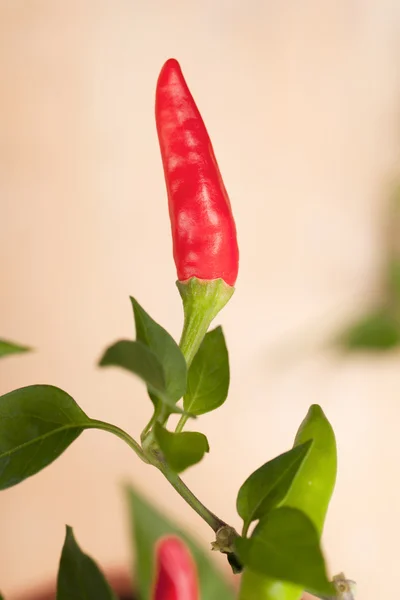 红辣椒辣椒植物，很热 ！浅层焦点 — 图库照片