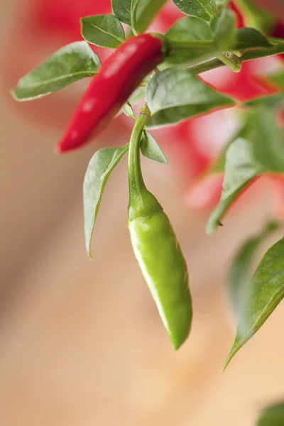 Zelené chilli pepř rostlin, velmi horké! — Stock fotografie