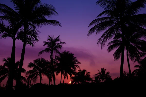 Silhouet van de palmbomen op zonsopgang in tropic — Stockfoto