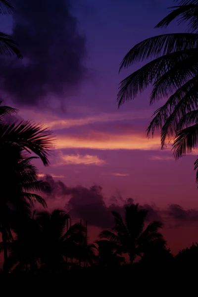 Silhouette palme all'alba in tropico — Foto Stock