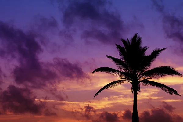 Palmtree silhouette on surise in tropic — Stock Photo, Image