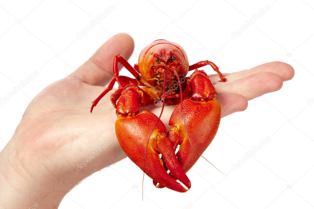 Cooked freshwater crayfish on hand