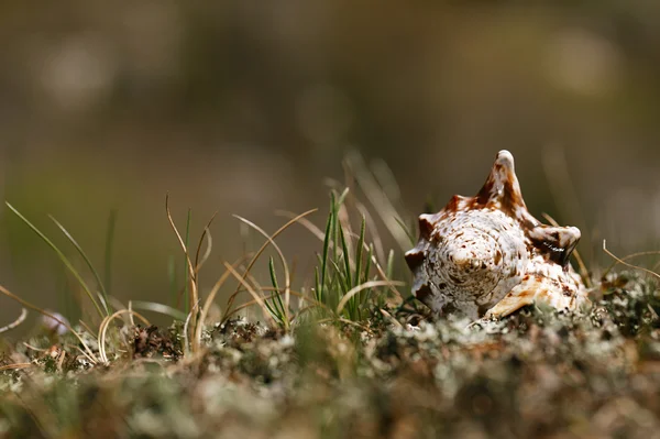 Coquille de mer dans l'herbe de montagne — Photo