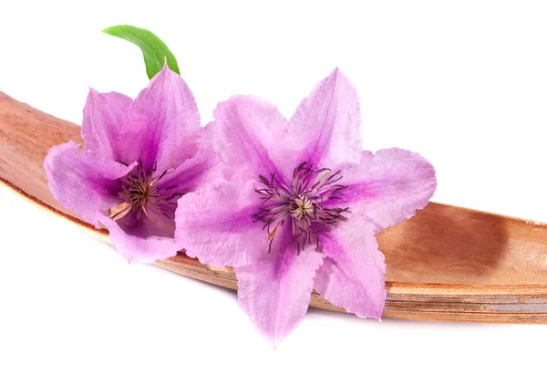 Dvě plamének purpurové květy2 つの紫色のクレマチスの花 — Stock fotografie