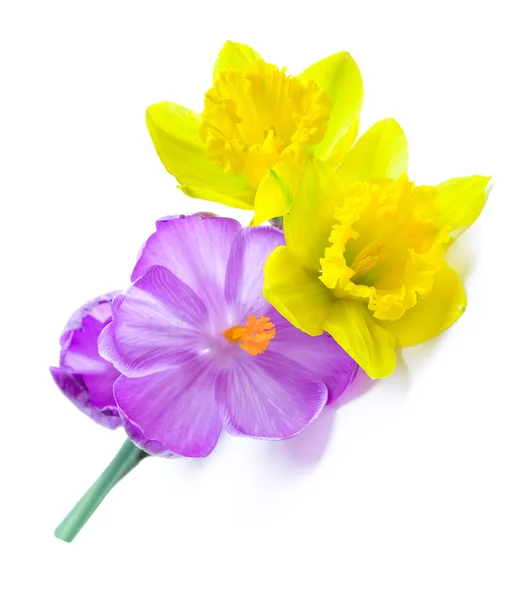 Closeup shot of daffodils and crocus flowers — Stock Photo, Image