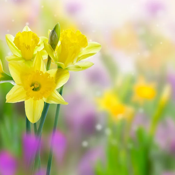 Bellissimi fiori gialli narcisi su sfondo sfocato — Foto Stock