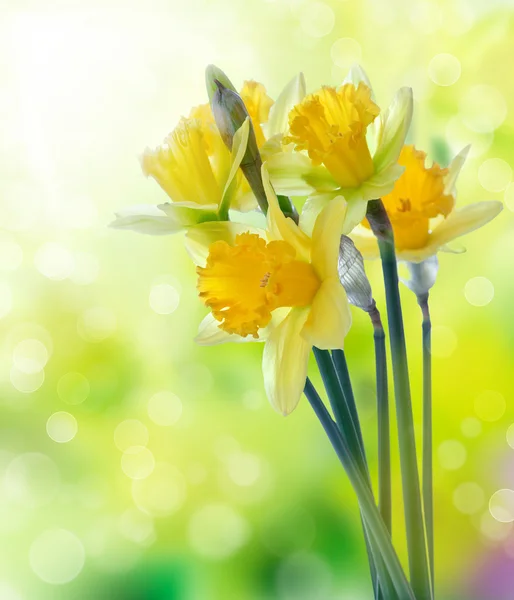 Żółte kwiaty żonkila na tło zamazane pole — Zdjęcie stockowe