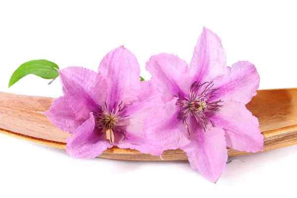 Dvě plamének purpurové květy2 つの紫色のクレマチスの花 — ストック写真