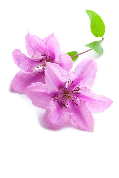 Clematis flowers, isolated on white — Stock Photo, Image