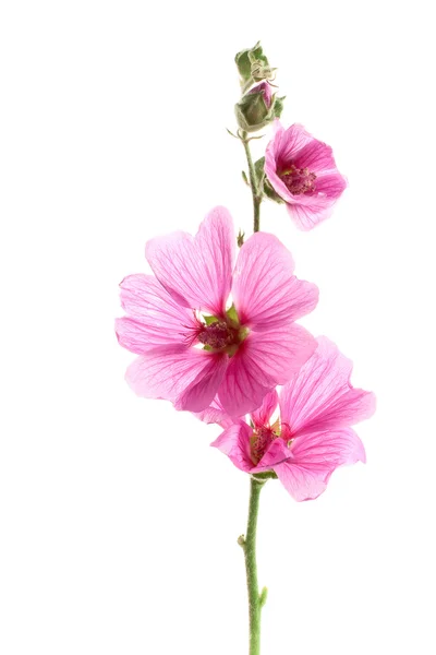 Pink malva flowers — Stock Photo, Image