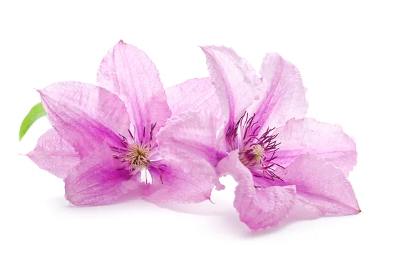 Clematis blommor — Stockfoto