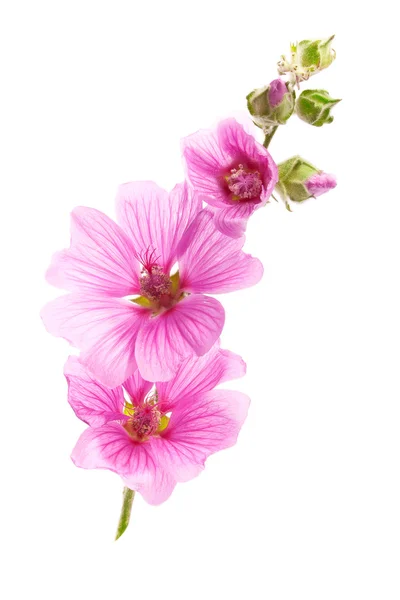 粉色大花葵鲜花 免版税图库图片