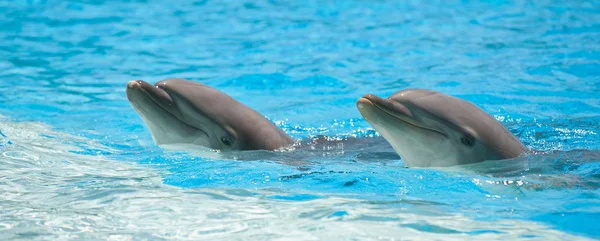 stock image Dolphins