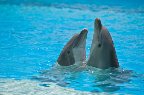 Delfini Fotografia Stock