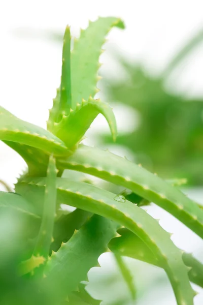 stock image Aloe