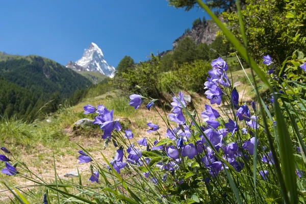 Matterhorn - Schweizer Alpen — Stockfoto