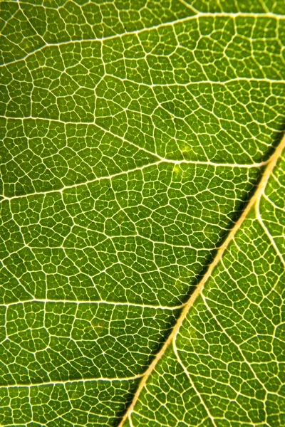 Gül yaprağı — Stok fotoğraf