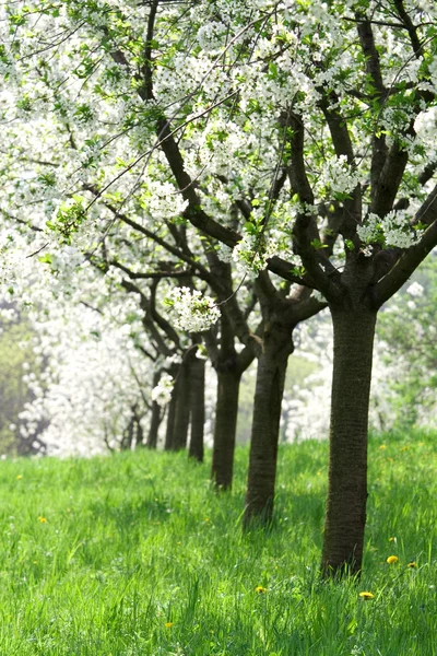 Orchard - spring trees — Stock Photo, Image