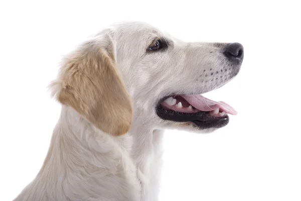 Profilo cane cucciolo — Foto Stock