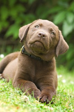 Puppy - labrador retriever clipart