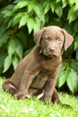 Puppy - labrador retriever clipart