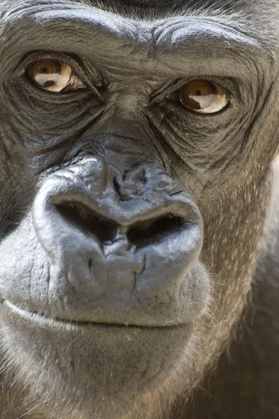 大猩猩肖像 — 图库照片