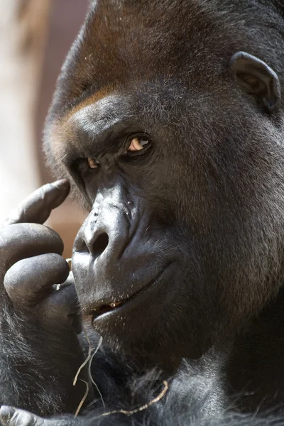 Denk denk denken (gorilla) — Stockfoto