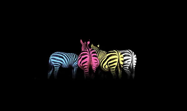 CMYK kolorowe zebry — Zdjęcie stockowe