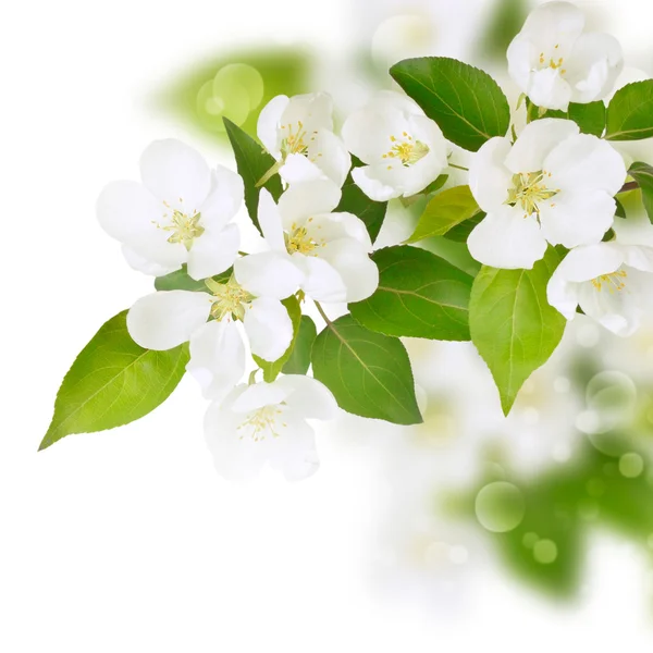 新鲜春天白色的花朵 — 图库照片#