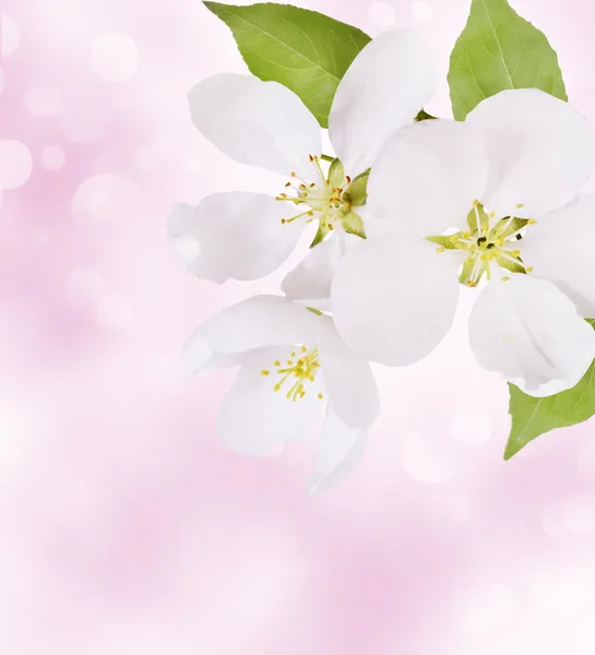 Flores blancas frescas de primavera — Foto de Stock