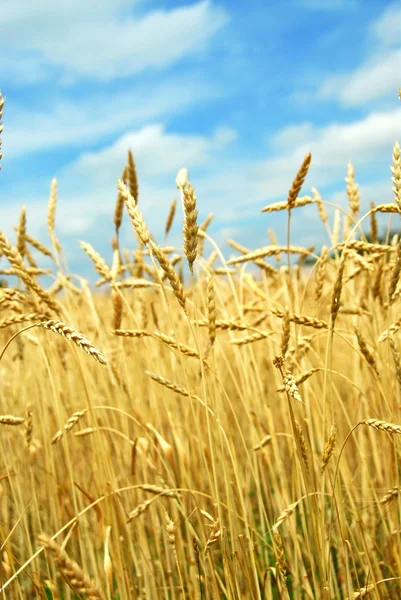 stock image Wheat, grain, sprout