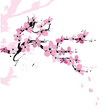 Illustration of cherry blossom clipart