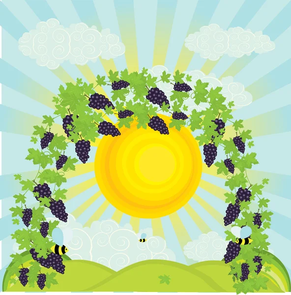 Illustration vectorielle d'un vignoble au printemps — Image vectorielle