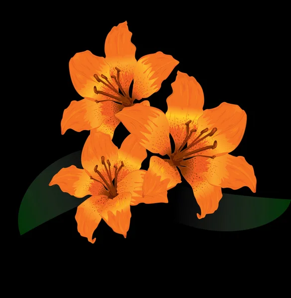 Orange tiger lily on black background — Stock Vector