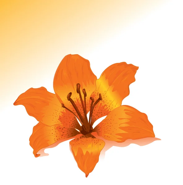 ベクトルのオレンジ色のユリ — ストックベクタ