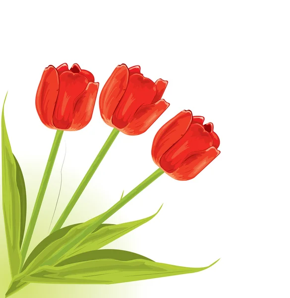 Hübsche rote Tulpen — Stockvektor