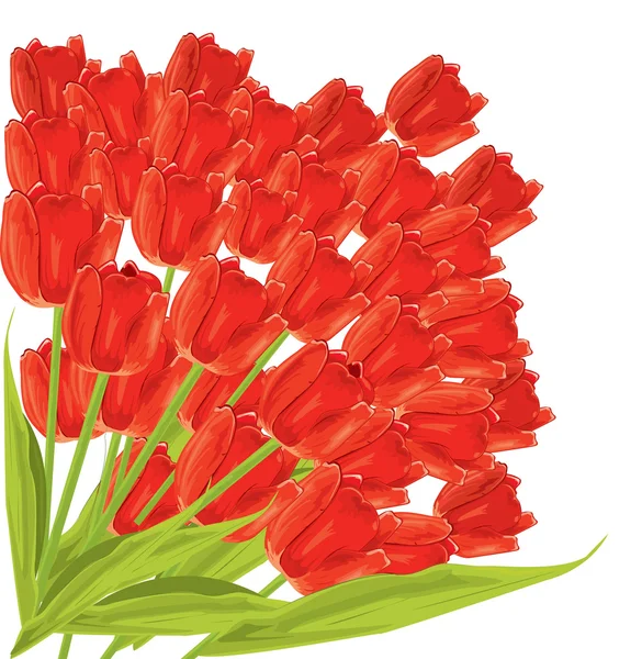 Кучка красных тюльпанов. векторная иллюстрация — стоковый вектор