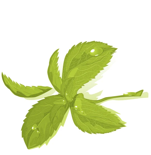신선한 그린 민트 잎 — 스톡 벡터