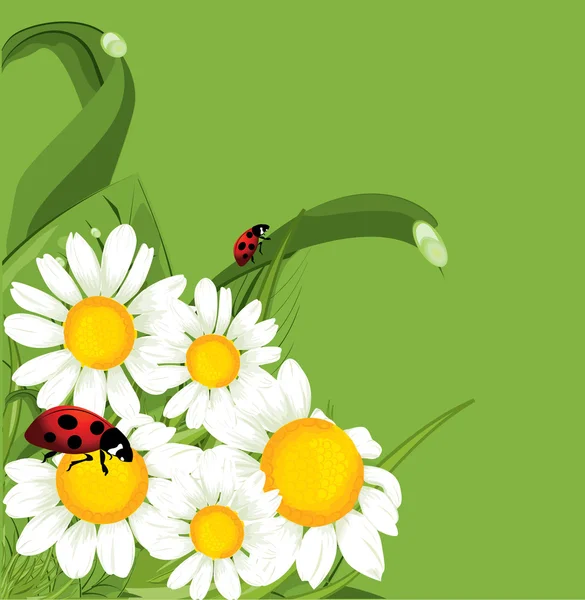 Vector ladybird green background — Stock Vector
