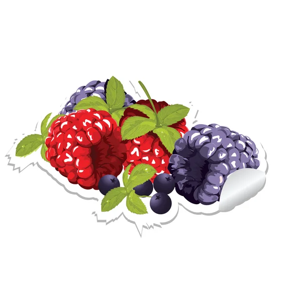 Label with berries — Stock Vector