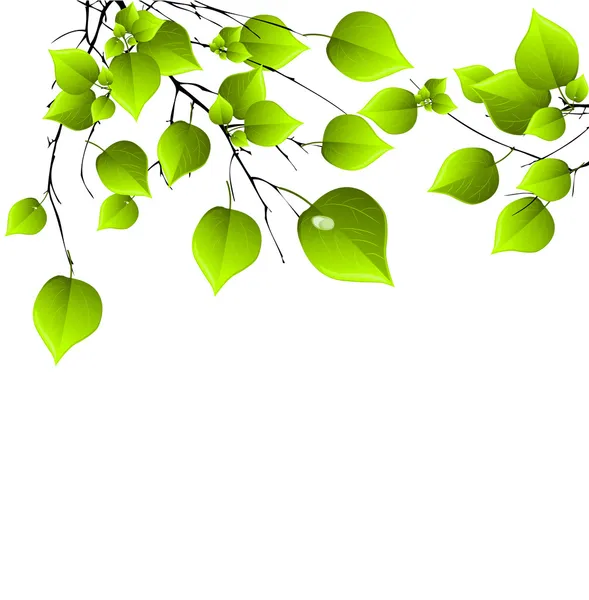 Ράντσο με φρέσκα πράσινα φύλλα — Διανυσματικό Αρχείο