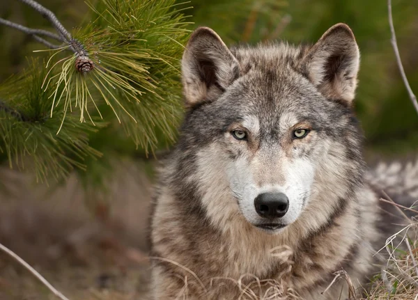 природа животное морда волк загрузить
