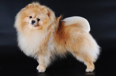 Pomeranian spitz siyah arka plan üzerine