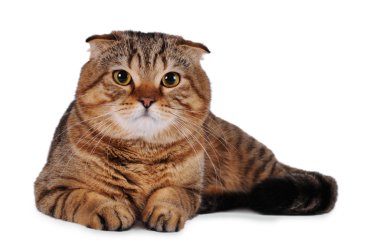 Scottish fold cat isolated on white clipart